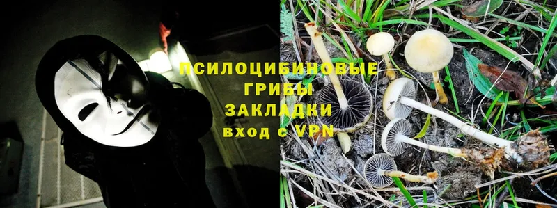 сколько стоит  нарко площадка клад  Псилоцибиновые грибы Psilocybine cubensis  Валуйки 